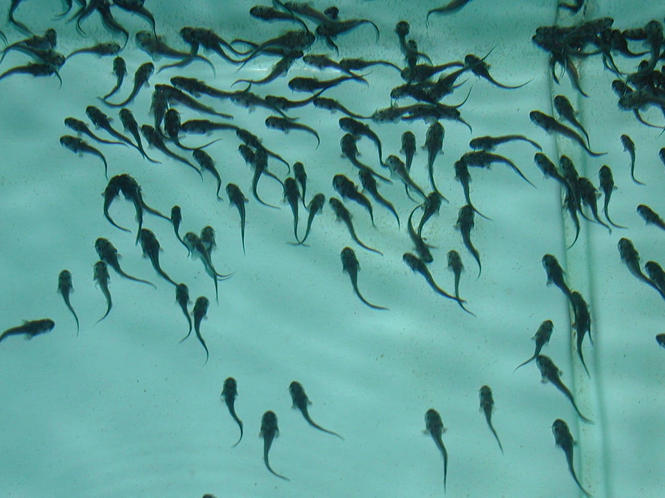 Protecting the health of endangered Kootenai White Sturgeon
