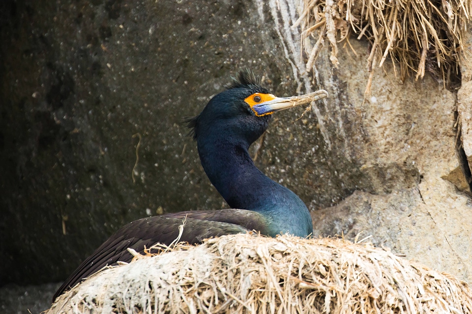 Red-faced cormorant on nest