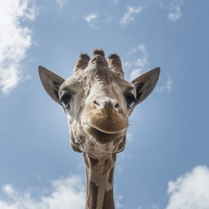 Zoo wildlife animal photo