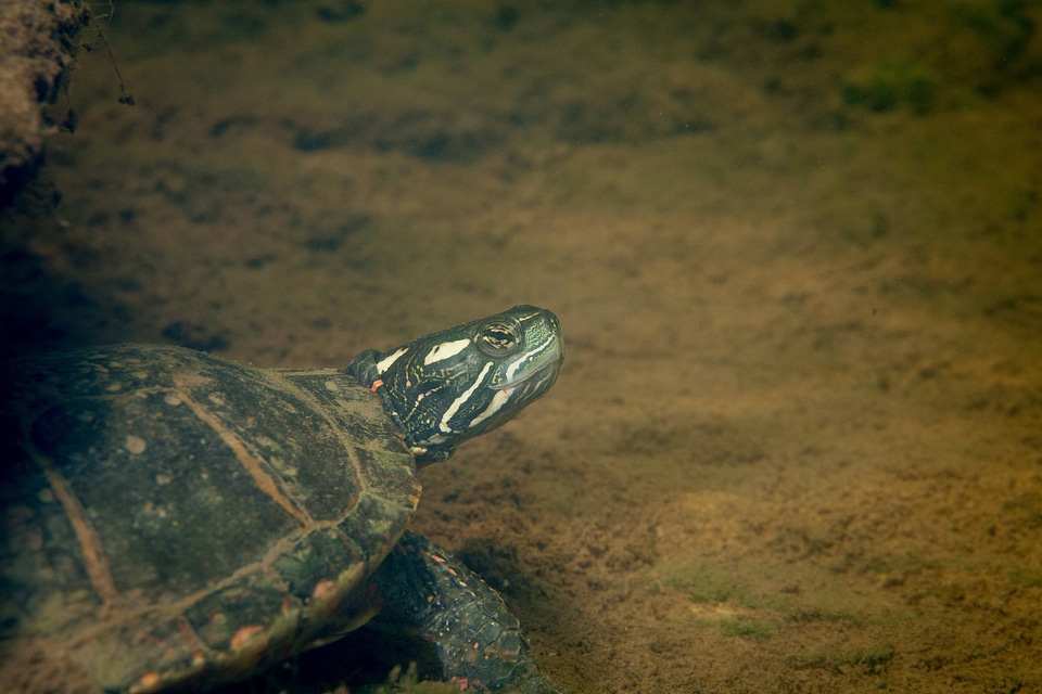 Eastern painted turtle 