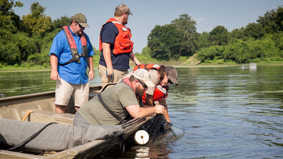 Alligator gar-1