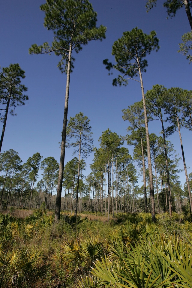 Habitat restored