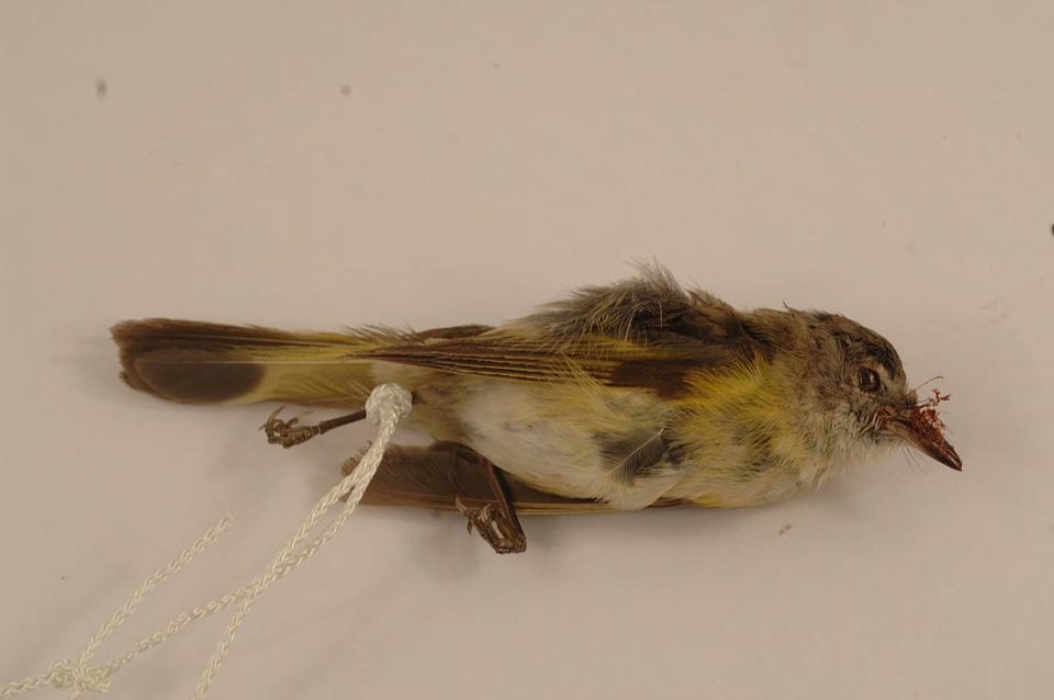 Setophaga ruticilla
