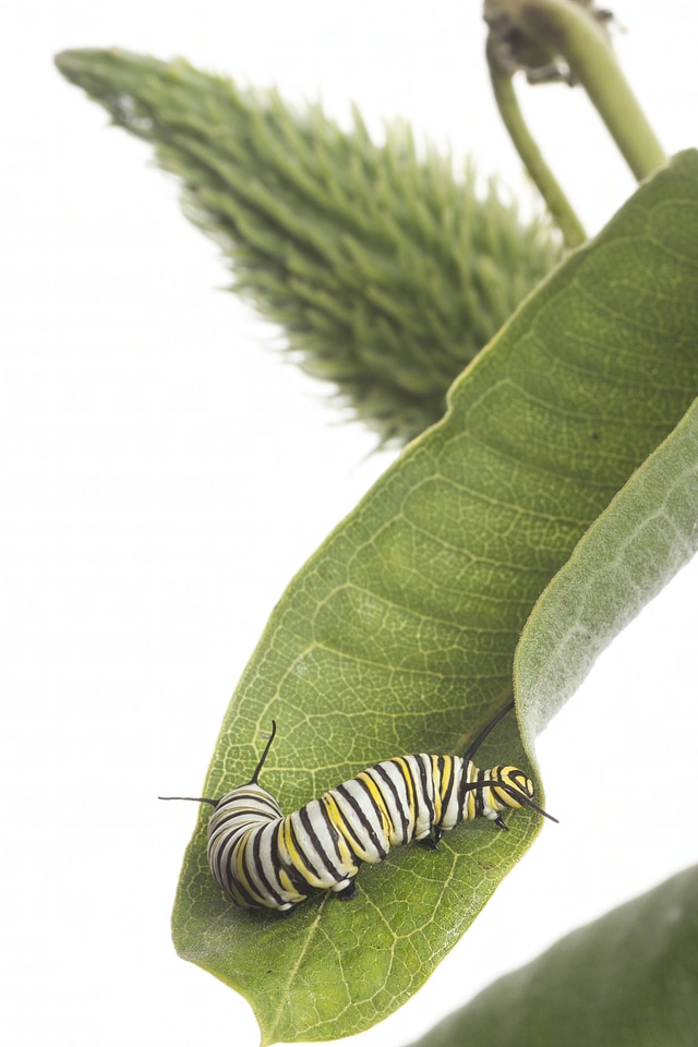 Monarch caterpillar-1