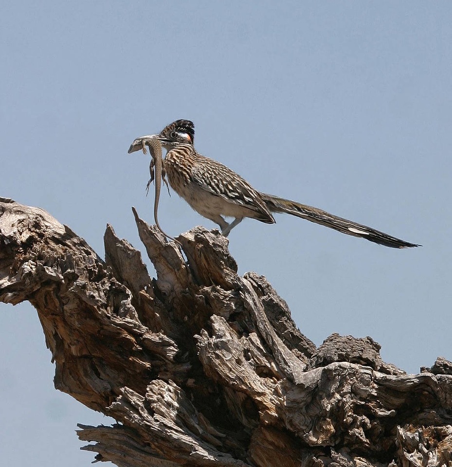 Greater Roadrunner-1
