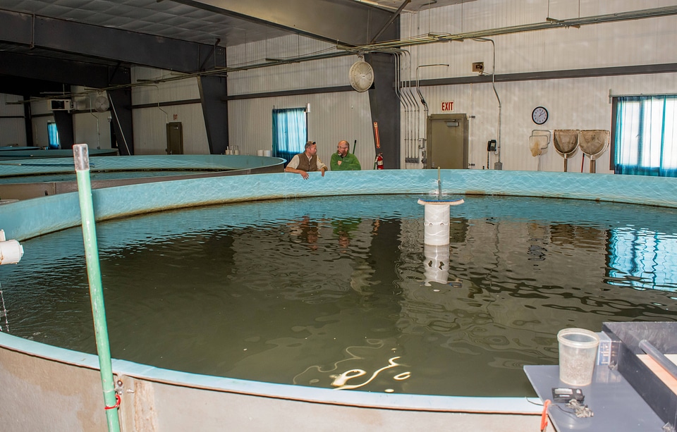 Broodstock tank in Sturgeon Building-1