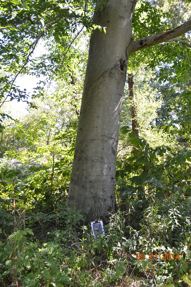 American beech tree on banks of Patoka River 