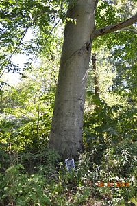American beech tree on banks of Patoka River 