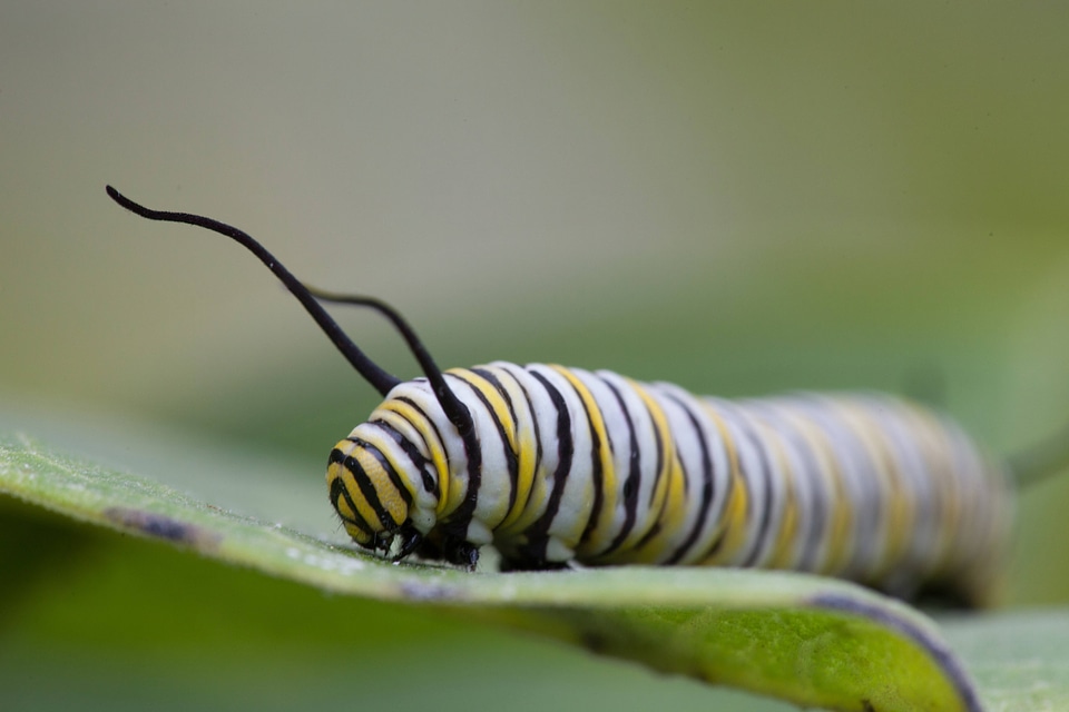 Monarch butterfly larvae feeding on milkweed-3