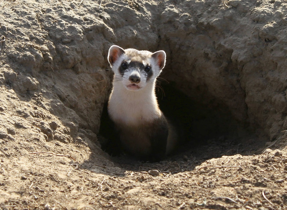 Black-footed Ferret-2
