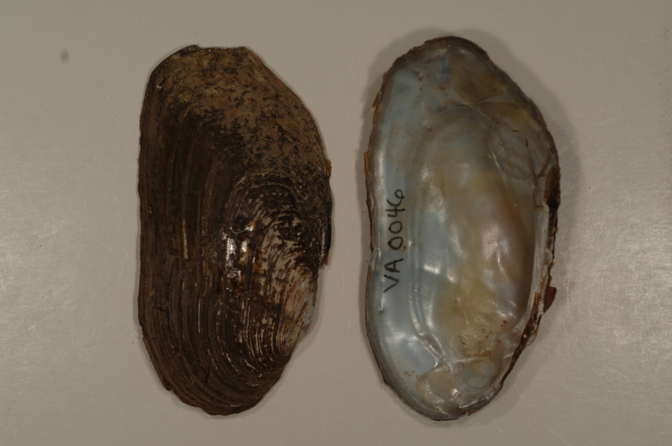 Lasmigona costata-1