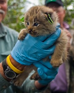 Canada lynx kitten-1