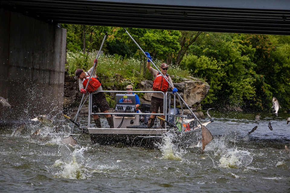 Silver Carp jumping in the Fox River-2
