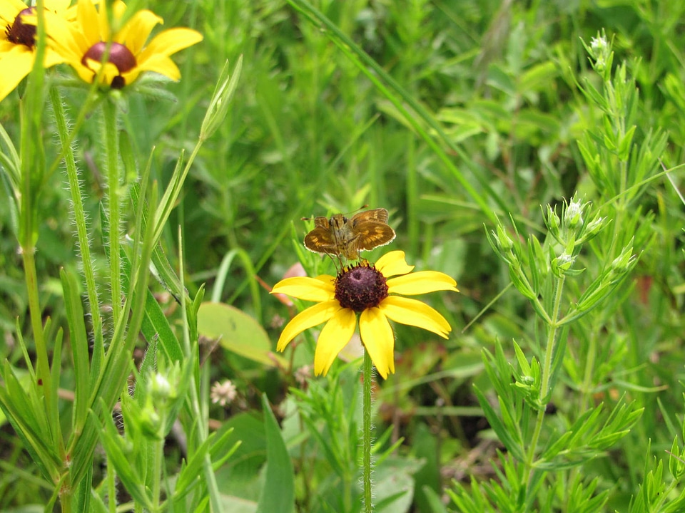 Long dash skipper-3