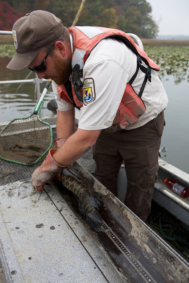 Electrofishing for Northern Snakehead-4