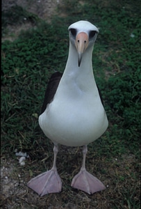 Laysan albatross standing photo