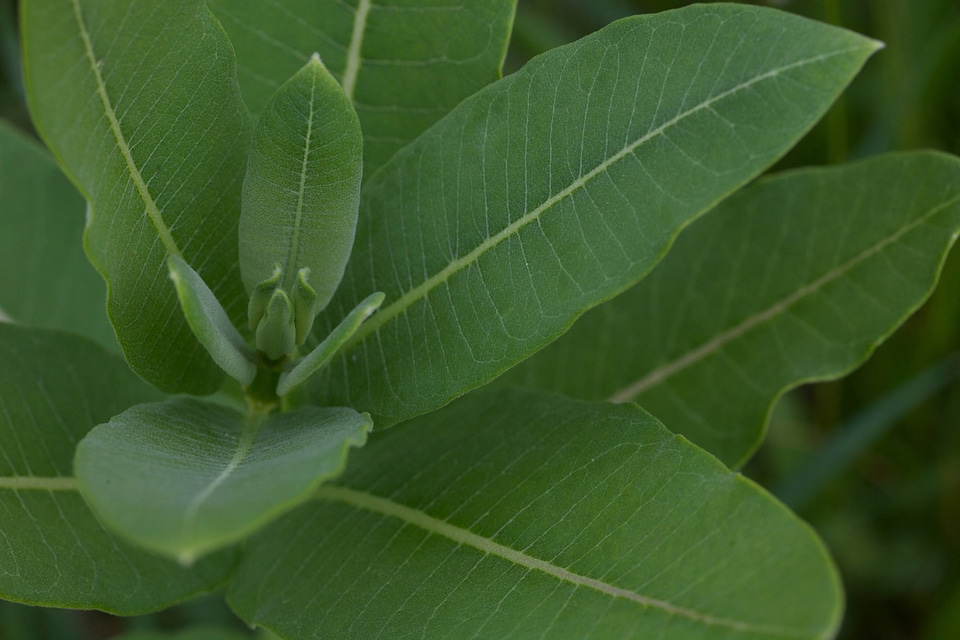 Common Milkweed-1
