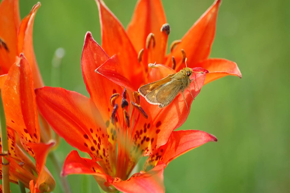 Dakota skipper on prairie lily