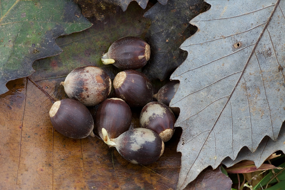 Chinkapin Oak Acorns