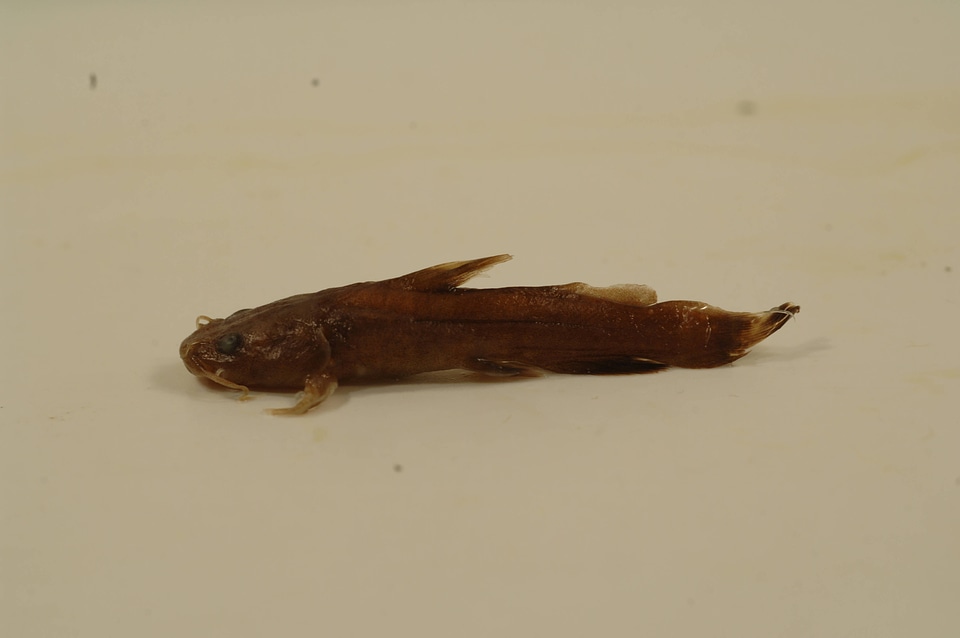 Pylodictis olivaris