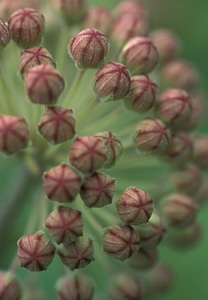 Milkweed buds photo