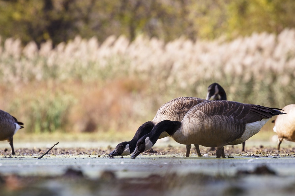 Canada geese feeding near water