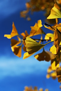Leaves nature yellow
