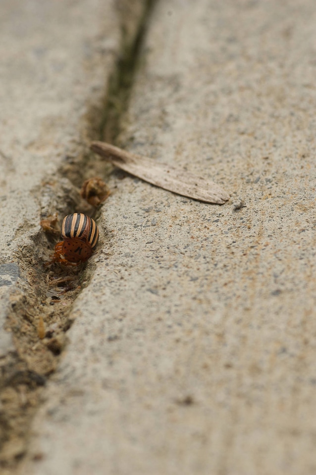 Colorado potato beetle-1