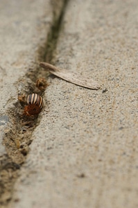 Colorado potato beetle-1