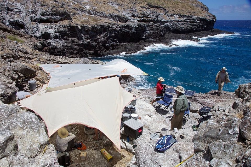 Nihoa Millerbird Translocation-1