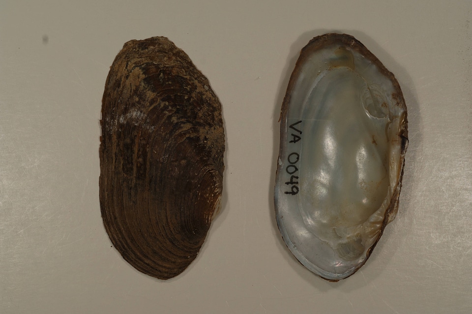 Lasmigona costata-1