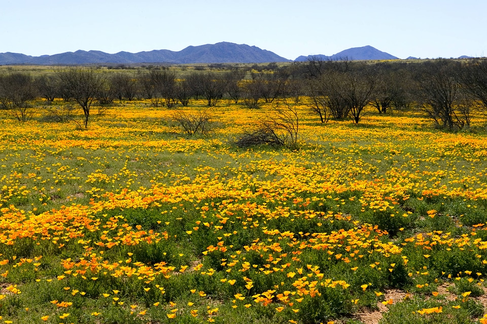 Mexican poppy field