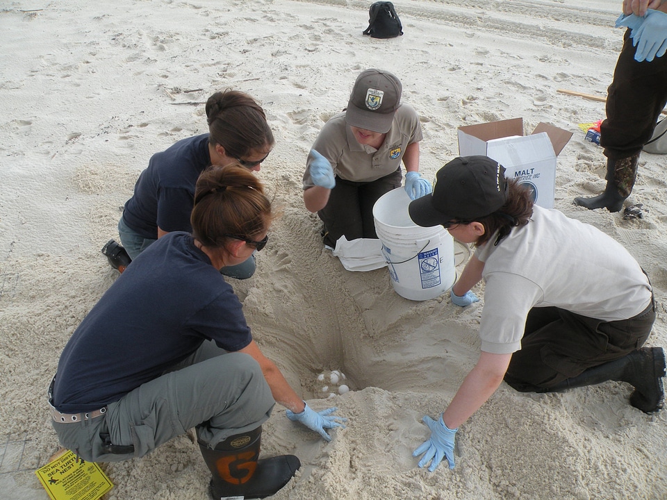 Sea turtle nest relocation-1