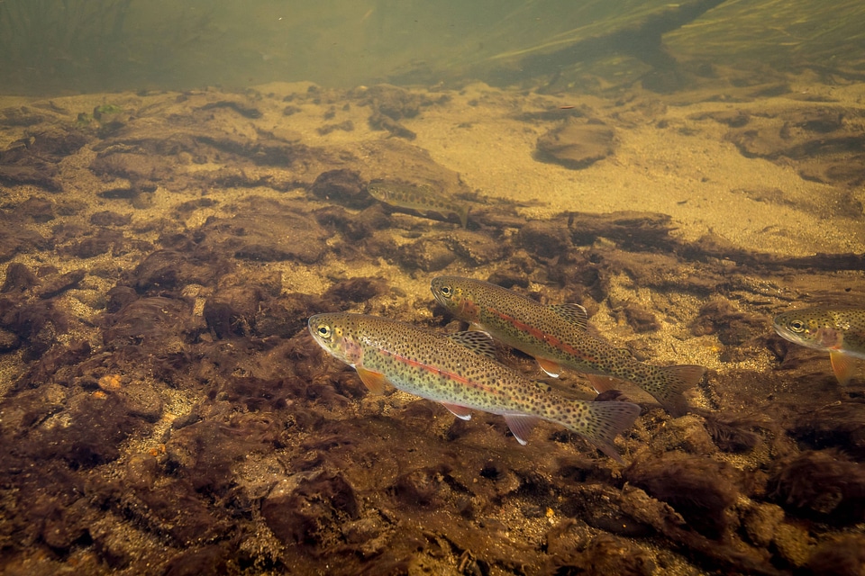 Rainbow trout swim in Meadow Creek