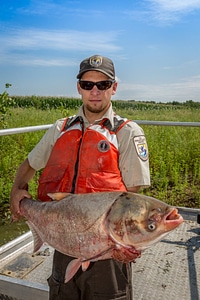 Fishery biologist with large Silver carp