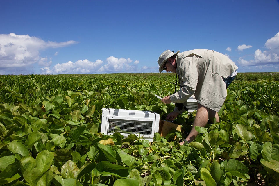 Nihoa Millerbird Translocation-1