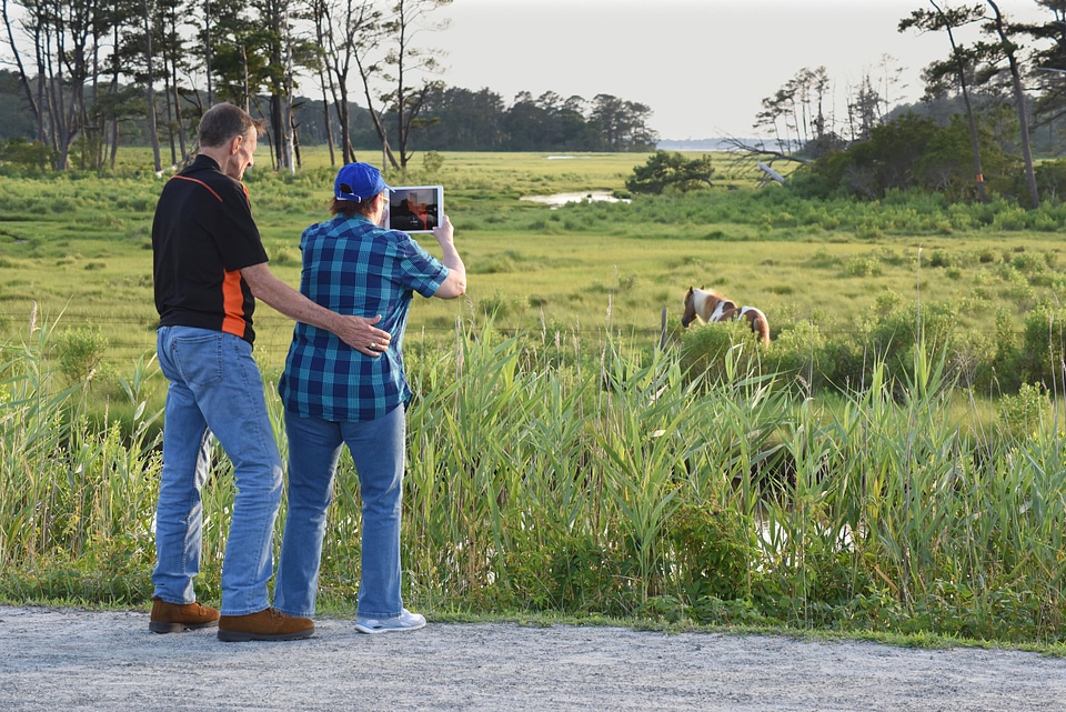 Visitors looking at wild ponies in field