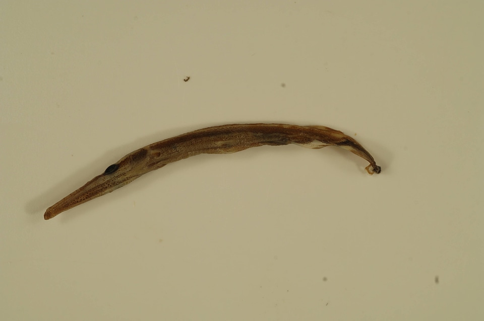 Lepisosteus oculatus