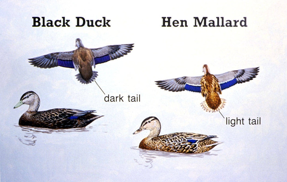 Black duck and hen mallard-1