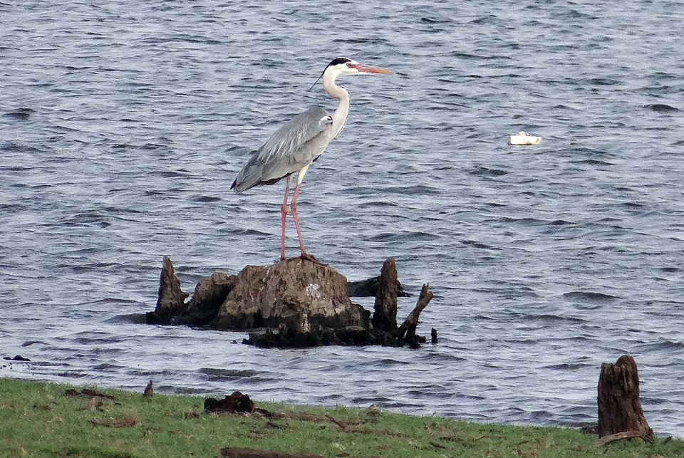 Heron bird ardeidae