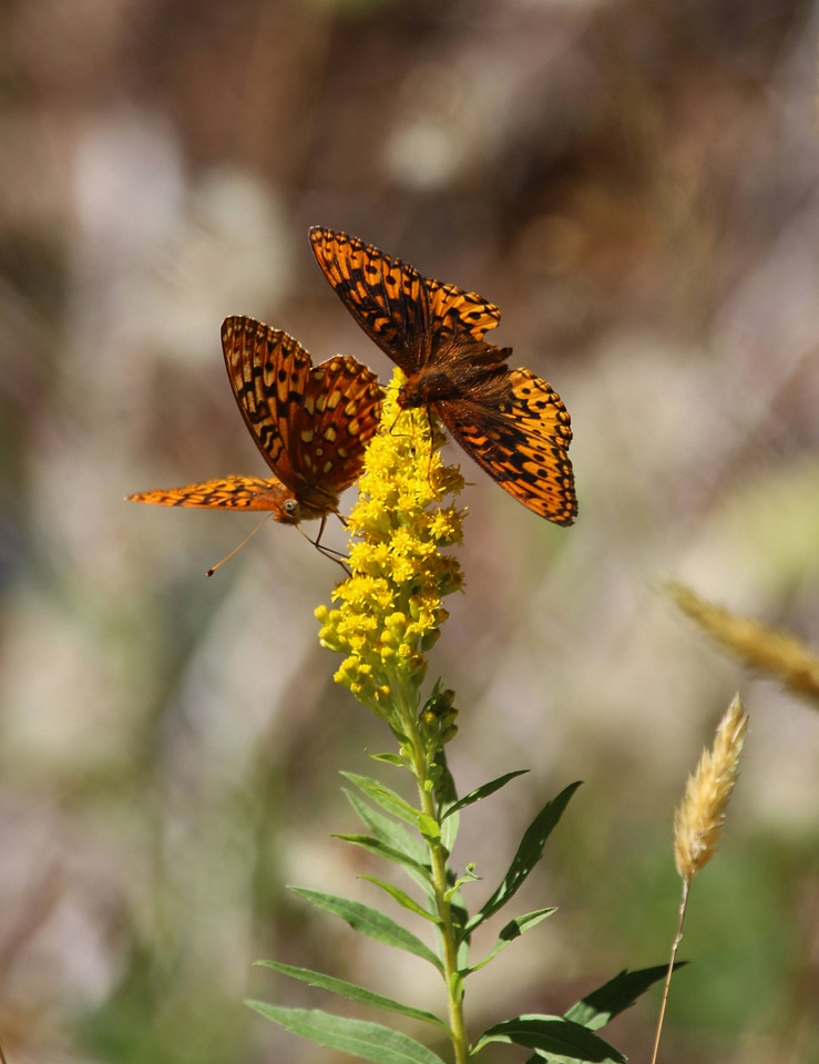 Hydaspe fritillary