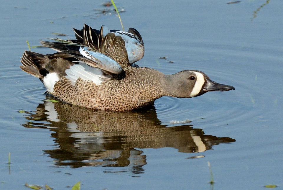 Blue-winged Teal drake