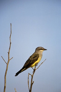 Western Kingbird photo
