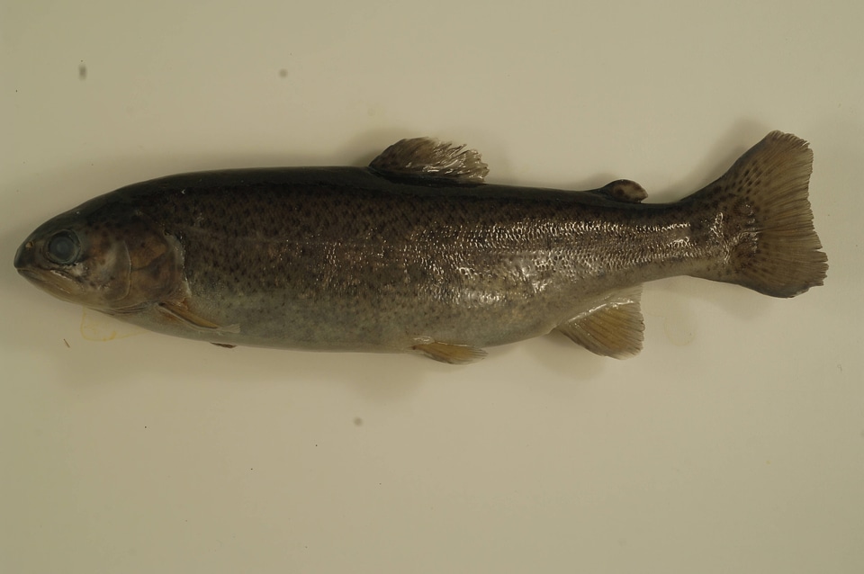Oncorhynchus mykiss-1