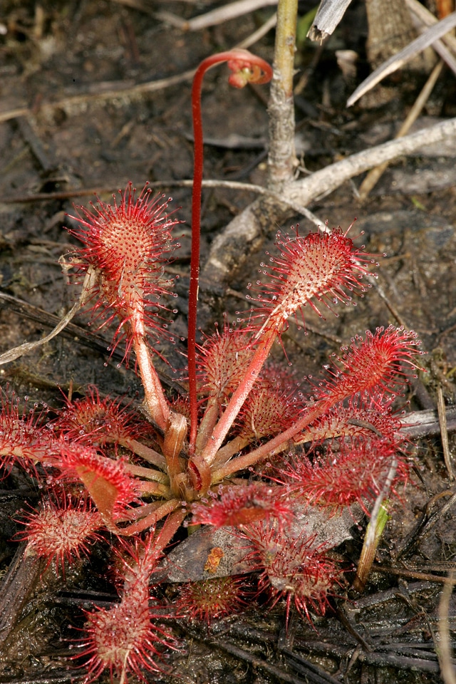 Spoonleaf sundew
