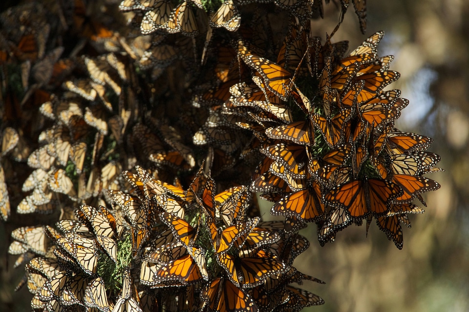 Monarch butterflies-4
