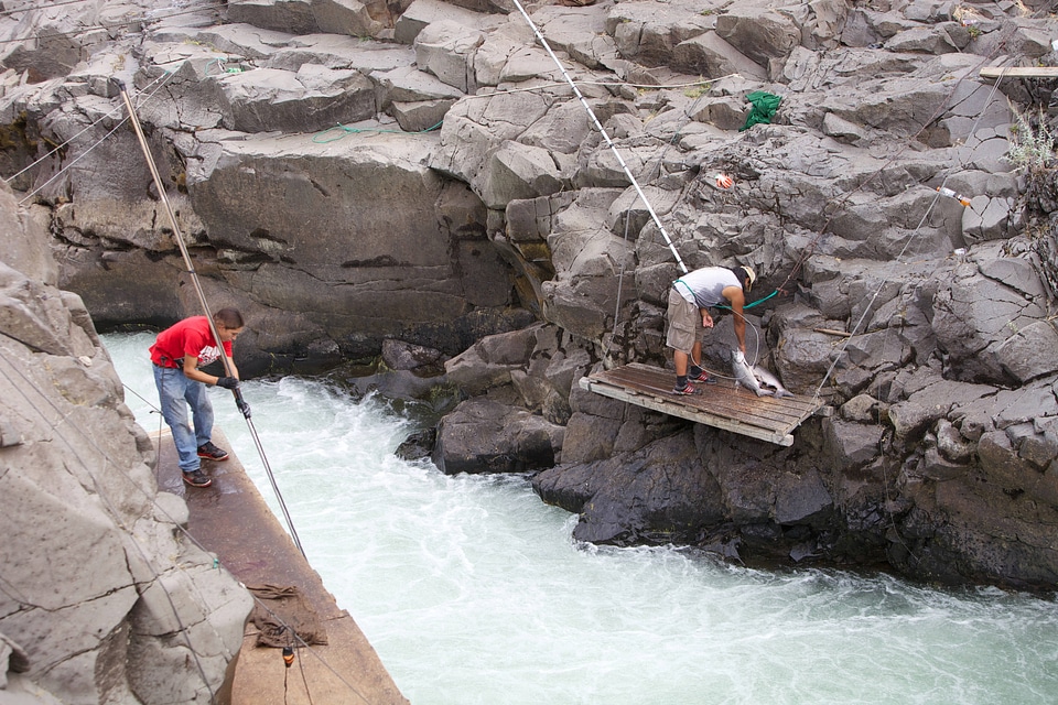 Yakama tribal member dip nets a salmon