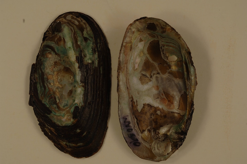 Elliptio complanata-1