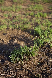 Prescribed burn regrowth of Big Bluestem grasses-3