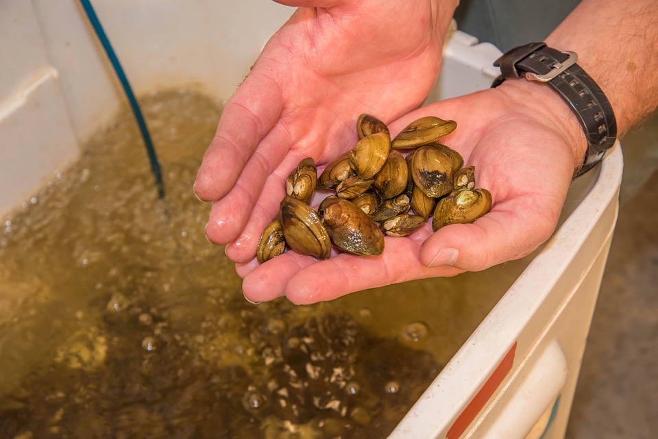 Juvenile mussels in hand